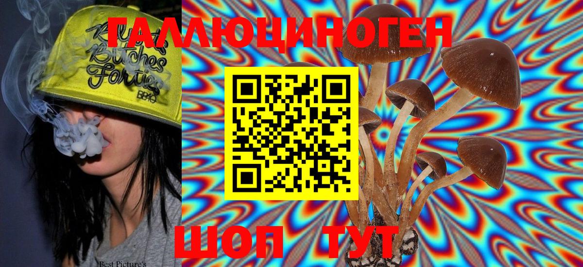 Галлюциногенные грибы Psilocybine cubensis Дмитров